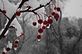 Crabapples hanging from the tree . Taken 12-9-12 Backyard by Peggy Driscoll.