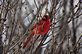 Cardinal watching for an opening at the bird feeder. Taken 12-22-12 Backyard by Peggy Driscoll.