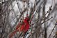 Cardinal watching for an opening at the bird feeder. Taken 12-22-12 Backyard by Peggy Driscoll.