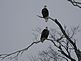 Two eagles perched in a tree. Taken February 2011 Near Epworth, I A by Sharon Hagerty.