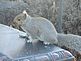 Squirrel . Taken 12/4/2012 on a stone bench by Stephanie Beck.