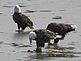 3 Bald Eagles enjoying their Lenten meal. Taken Tuesday, March 16, 2010. Near Lock and Dam #11, Dubuque, IA. by Mel Waller.