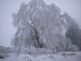 Frosty Weeping Willow . Taken tonight Outside Epworth on Old 20 Road by Sue Eudaley.