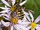 Bee on wild flower(aster)