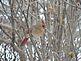 A female Cardinal in a tree. Taken 12/10/12 In my front yard by Stephanie A Beck.