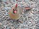 A female Cardinal on the ground . Taken 12/10/12 In my front yard by Stephanie A Beck.