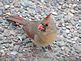 A female Cardinal on the ground eating seed. Taken 12/10/12 In my front yard by Stephanie A Beck.