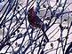 A male Cardinal in a bush. Taken 12/11/2012 in my yard by Stephanie Beck.