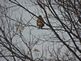 A red tailed Hawk . Taken 12/11/2012 in a tree by Stephanie Beck.