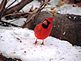 A cardinal in the snow. Taken 12/20/12 after the blizzard by Stephanie Beck.