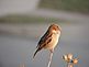 A bird on a branch. Taken 12/18/2012 in my yard by Stephanie Beck.