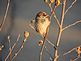 A sparrow on a branch. Taken 12/18/2012 in a tree by Stephanie Beck.