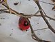 A cardinal peeking through the branches. Taken 12/18/2012 after a snowfall by Stephanie Beck.