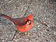 A cardinal eating a seed. Taken 12/18/2012 in my yard by Stephanie Beck.