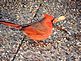 A cardinal eating a seed. Taken 12/18/2012 in my yard by Stephanie Beck.