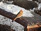 A femaile cardinal . Taken 12/18/2012 on a stone bench by Stephanie Beck.