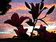 Lilies Siluetted in the Sunrise