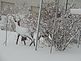 Snow covered Deer. Taken 12/20/12 in my backyard after the blizzard by Stephanie Beck.