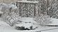 Snow covered trees and bushes. Taken 12/20/12 after the blizzard by Stephanie Beck.