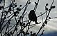 A bird in a bush near sunset. Taken 12/20/12 in my yard by Stephanie Beck.