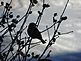 A bird in a bush near sunset. Taken 12/20/12 in my yard by Stephanie Beck.