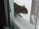 A squirrel on a window ledge. Taken 12/24/2012 at my house by Stephanie Beck.