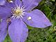 Albino Spider on my Clematis flower