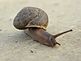 Carnivorous Land Snail. Taken 4-1-10. Potosi, WI by Mel Waller.