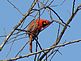 Hello There! Northern Cardinal. Taken 4-1-10. Potosi, WI by Mel Waller.