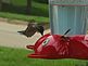 Hummingbird outside the window. Taken Sunday Aug 22 in Andrew by me!.