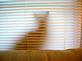 Cat behind blinds , looks like a Rabbit
Taken by Judi Patters
4-26-09