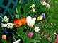 Flowers
Taken in my yard
4-26-09 by Judi Patters