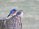 Mr & Mrs Eastern Bluebird. Taken 4-4-10 Potosi, WI by Mel Waller.
