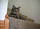 My Cat, Sweet Bella, . Taken 7-06-09 at Home by Judi Patters.