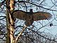 Turkey Vulture in Horaltic Pose. Taken 4-8-10. Potosi, WI by Mel Waller.