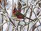 Snowy Cardinal. Taken 2/1/2012 on a snowy day by Stephanie Beck.
