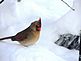 A female cardinal. Taken 2/1/2012 in the snow by Stephanie Beck.