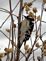 A Downy Woodpecker. Taken 2/4/2013 in a tree by Stephanie Beck.