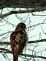 A young hawk . Taken 2/4/2013 surveying the ground from a tree by Stephanie Beck.