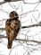 A young hawk . Taken 2/4/2013 surveying the ground from a tree by Stephanie Beck.