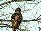 A young hawk . Taken 2/4/2013 surveying the ground from a tree by Stephanie Beck.