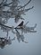 Cardinal in the frosty tree top. Taken 1/17/10 in our yard taken by Deb Hogan.