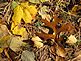 Leaves, grass, pine nedles and cones add color to the ground. Taken on Saturday at Eagle Point Park. by Dawn Pregler.