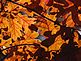 Sunlight filters through oak leaves. Taken on Saturday at the park. by Dawn Pregler.