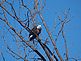 Bald Eagle. Taken Saturday 03/06/10 on the river walk by John Tigges.