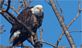 Bald Eagle. Taken Saturday 03/03/06/10 on the River Walk by John Tigges.