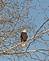 The American Bald Eagle enjoying the morning Sun on Christmas morning.  Below the Dam Sauk Prairie, Wisconsin
                                                http://www.carollmiller.com/mitch.htm
