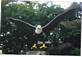 The entry Eagle. Taken June 10, 2009 Eagle Point Park by Jeff Liddle.