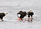 Eagles Feeding. Taken Wednesday March 16,2011 Lake Lacoma in East Dubuque,IL by JIm Arlen.