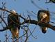 Eagles Share a Meal